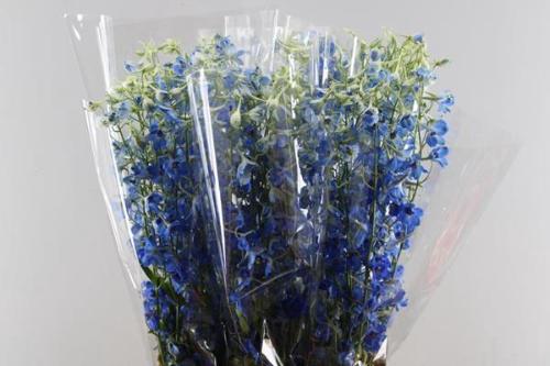 Delphinium Belladonna Grp enkelbloemig 'Volkerfrieden'