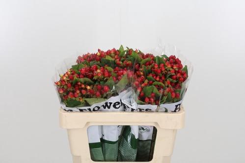 Hypericum inodorum Magical Triumph