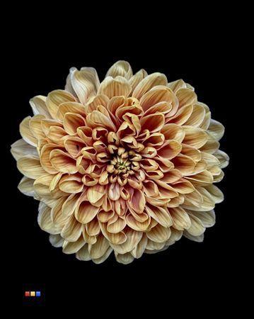 Chrysanthemum Indicum Grp tros kas kleurbehandeld H%