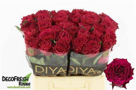 Rosa grootbloemig Venturoso