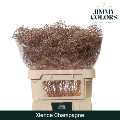 Gypsophila overig kleurbehandeld H%