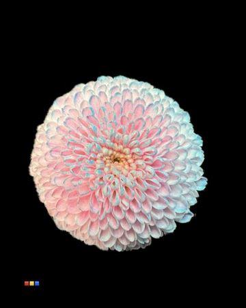 Chrysanthemum Indicum Grp tros santini kleurbehandeld H%