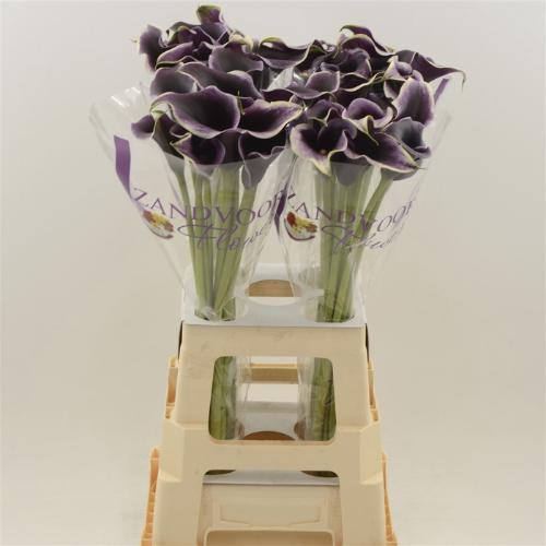 Zantedeschia Dubai Nights