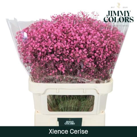 Gypsophila overig kleurbehandeld H%
