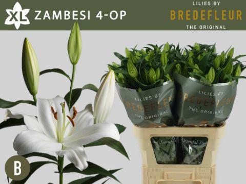 Lilium Oriental x Trumpet Grp 'Zambesi'