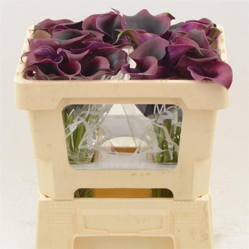 Zantedeschia 'Rudolph'