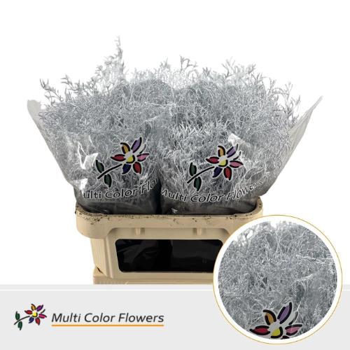 Limonium overig kleurbehandeld H%