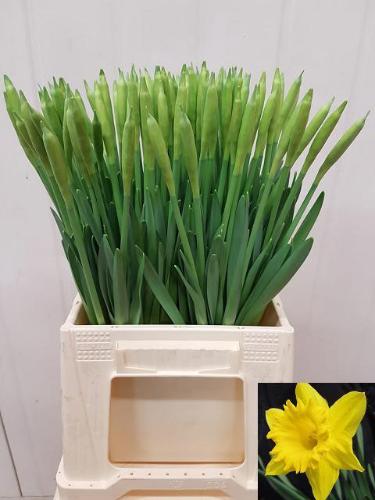 Narcissus Trompet Grp met blad 'Dutch Master'