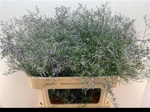 Limonium 'Beltlaard'