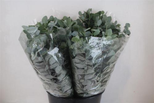 Eucalyptus per bos cinerea