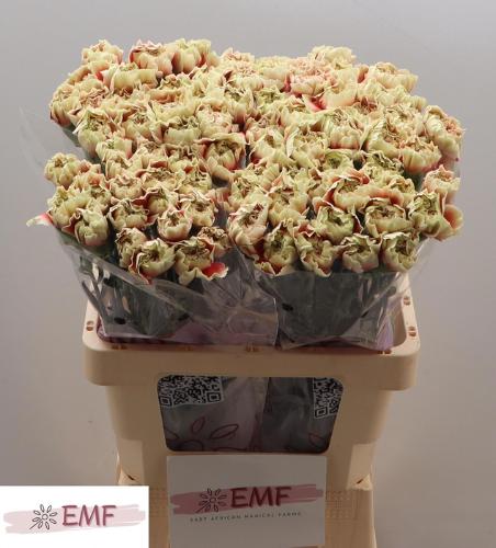 Dianthus standaard Wow+