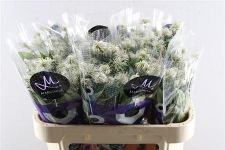 Clematis (Diversifolia Grp) Amazing Kibo (zaadpluis)