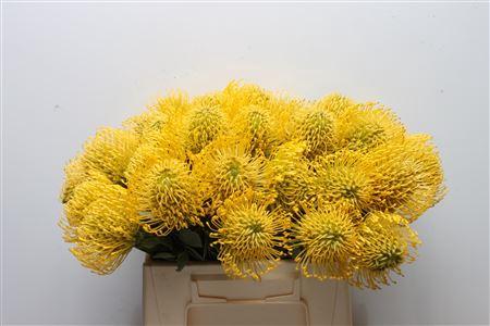 Leucospermum nutans 'High Gold'