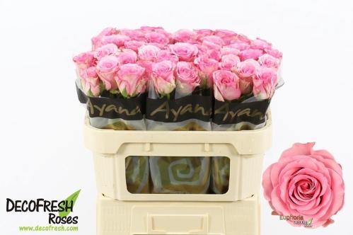 Rosa grootbloemig Euphoria