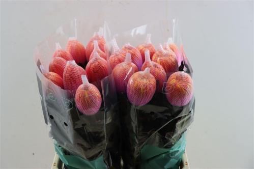 Chrysanthemum (Indicum Grp) geplozen Antonov kleurbehandeld H%