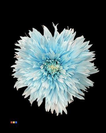 Chrysanthemum geplozen kas kleurbehandeld H%