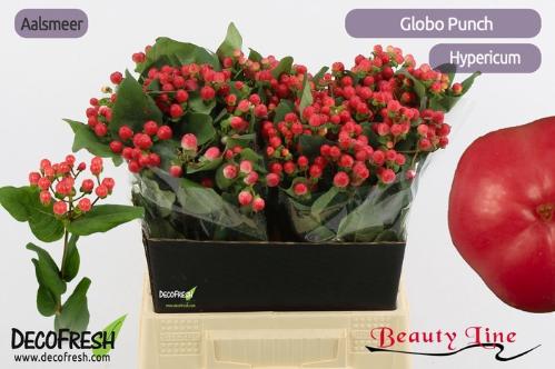 Hypericum x inodorum Globo Punch