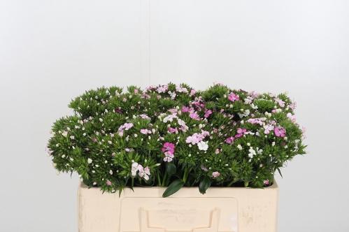 Dianthus barbatus 'Amazon Rose Magic'