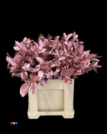 Ruscus kleurbehandeld H%