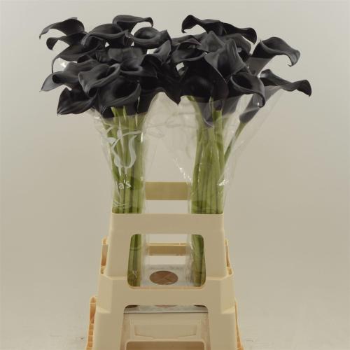 Zantedeschia 'Call Ceara'