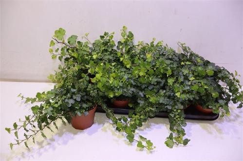 Hedera helix 'Wonder'