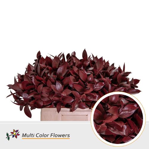 Ruscus kleurbehandeld H%