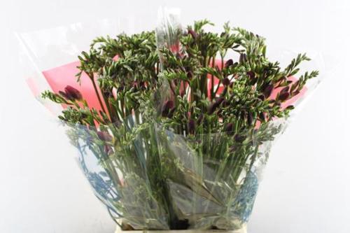 Freesia enkelbloemig 'Red Baron'