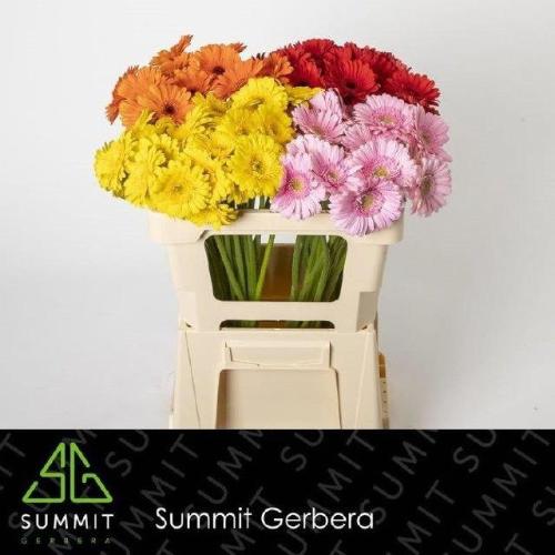 Gerbera mini gemengd