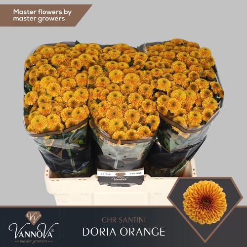 Chrysanthemum Indicum Grp tros santini Aaa Doria Orange