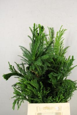 Cryptomeria japonica 'Cristata'