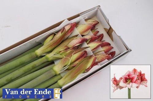 Hippeastrum Galaxy Grp 'Showmaster'