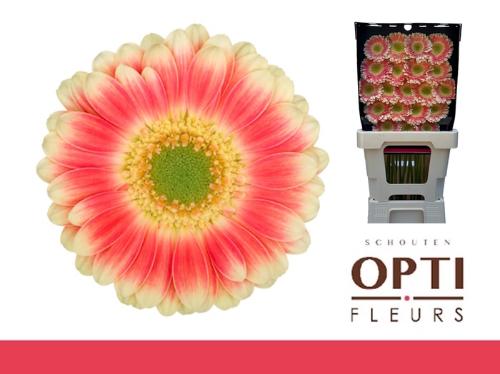 Gerbera mini 'Tompouce'