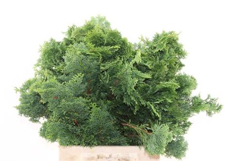 Decoratiegroen overig