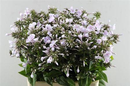 Phlox Paniculata Grp 'Griff Blanc'