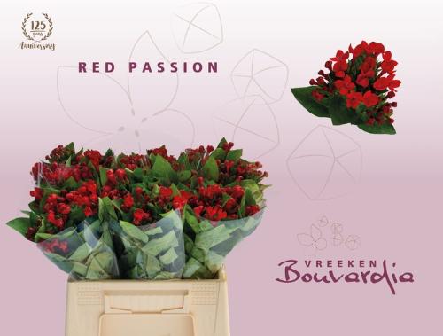 Bouvardia enkelbloemig Red Passion
