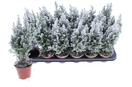 Chamaecyparis lawsoniana 'Ellwoodii'