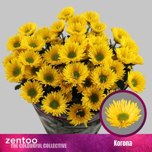 Chrysanthemum Indicum Grp tros kas Korona
