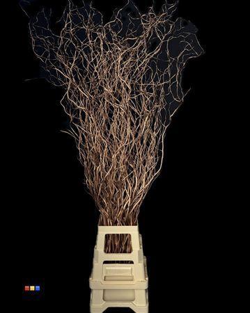 Salix kleurbehandeld H%