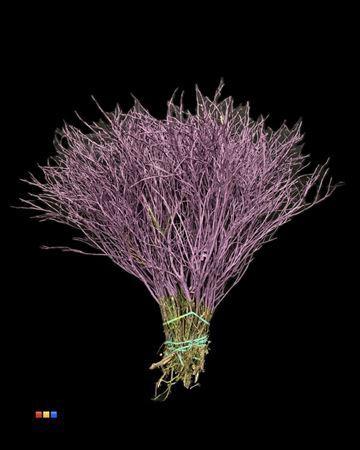 Vaccinium kleurbehandeld H%