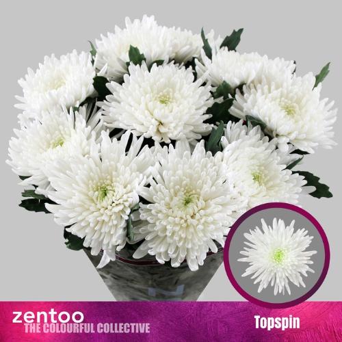 Chrysanthemum (Indicum Grp) geplozen Topspin