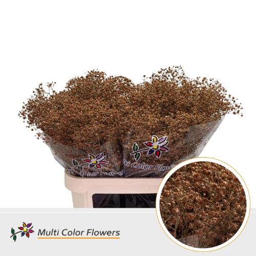 Gypsophila overig kleurbehandeld H%