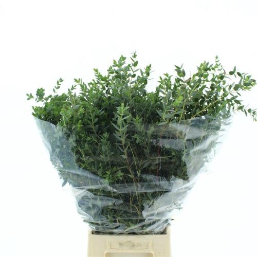 Eucalyptus per bos parvifolia