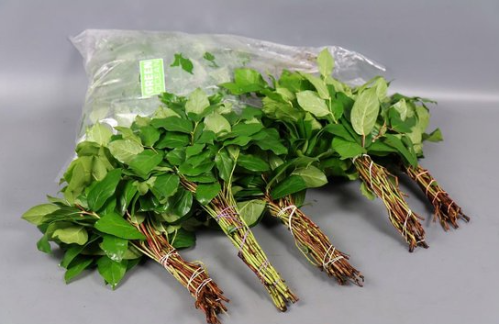 Gaultheria shallon per bos