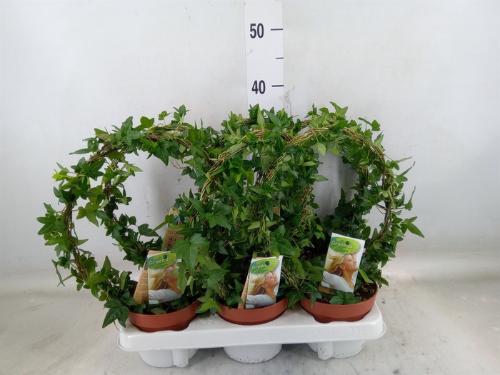 Hedera helix overig groen