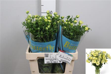 Ranunculus Butterfly Helios