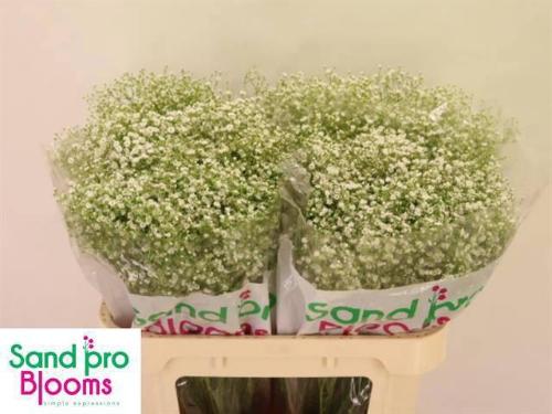 Gypsophila paniculata Zinzi Discovery