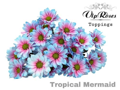 Chrysanthemum (Indicum Grp) tros Kennedy kleurbehandeld H%
