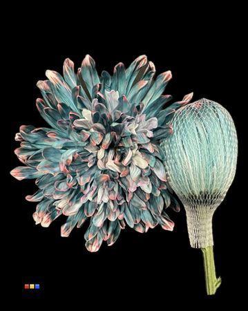 Chrysanthemum (Indicum Grp) geplozen Antonov kleurbehandeld H%