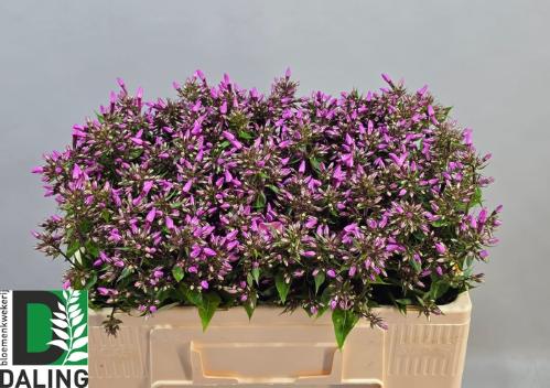 Phlox (Paniculata Grp) Pink Eyes