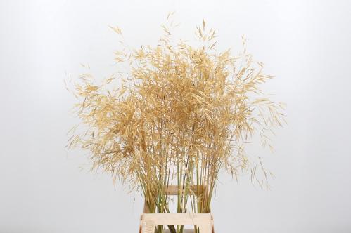 Stipa gigantea